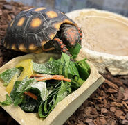 5月23日は 世界亀の日  今日のご飯はパプリカ添えです。